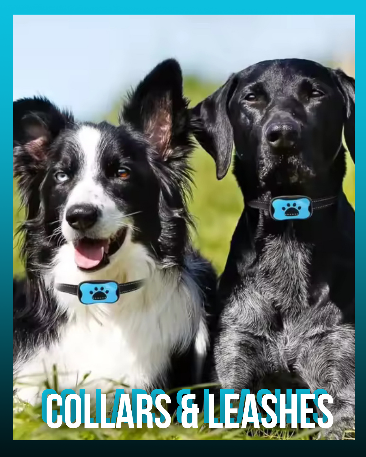 Collars & Leashes