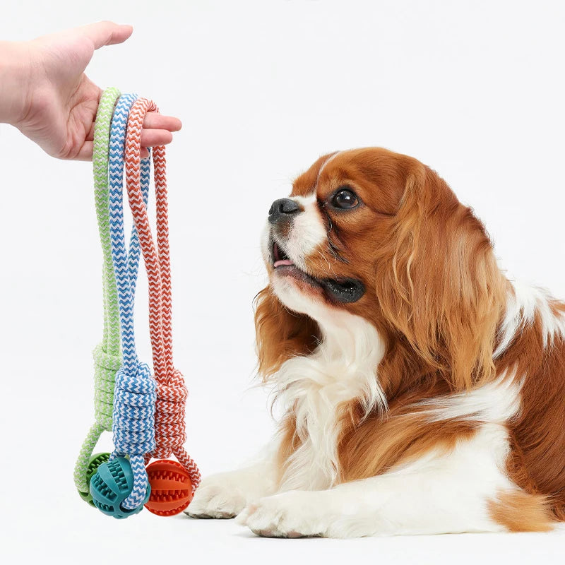 Interactive Toy Rope w/Feeder Ball
